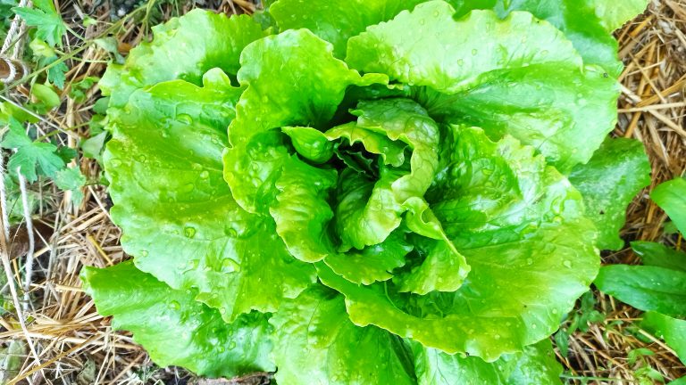 Pourquoi avoir un potager à la maison ?