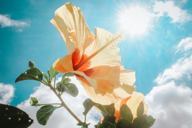 Rendez-nous le soleil ! ☀️ (et la vitamine D)
