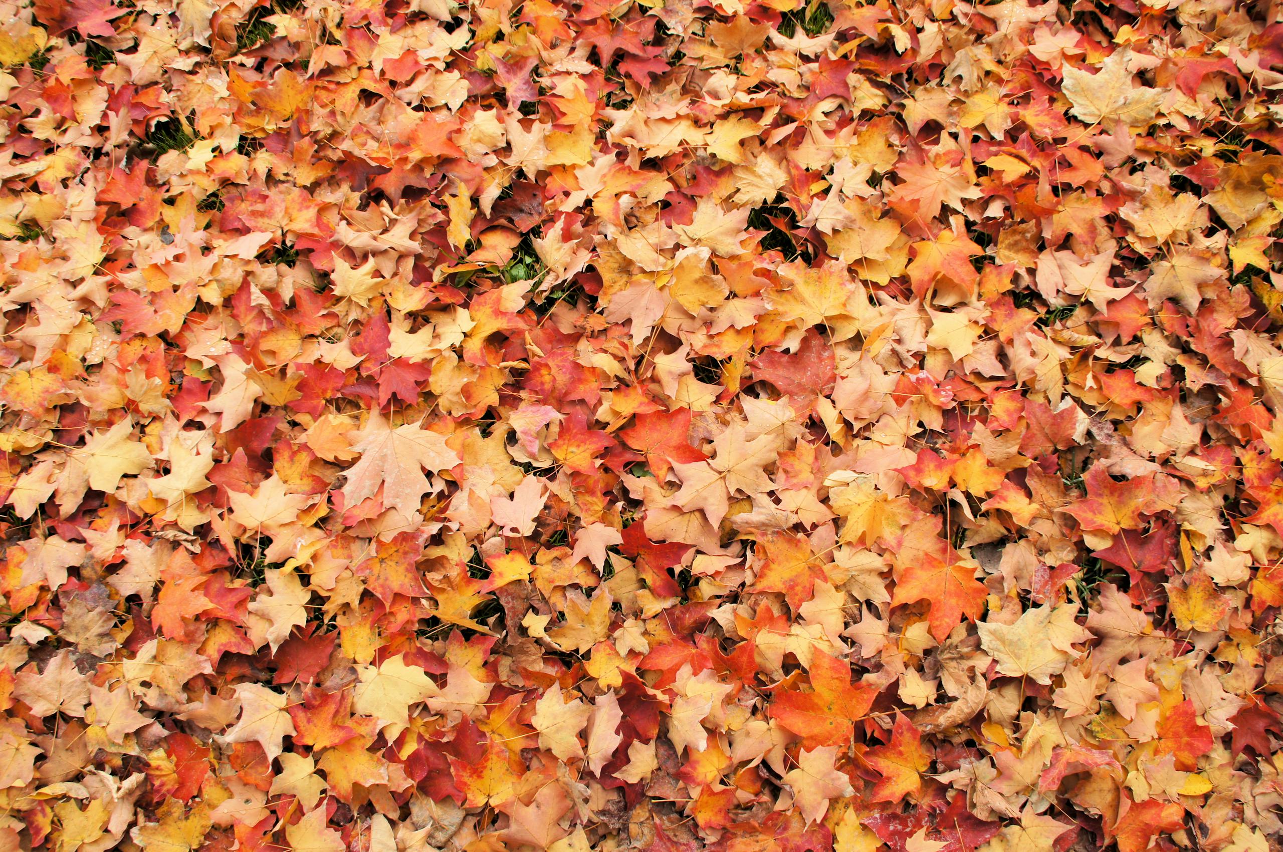 A colorful assortment of autumn leaves covering the ground, showcasing vibrant fall foliage.