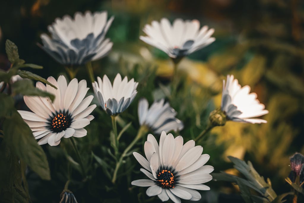 Captivating close-up of blooming African daisies with warm sunlight in a garden setting.